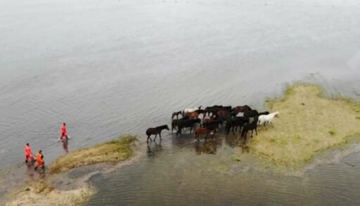 В Тюменской области во время паводка спасли табун лошадей и отару овец