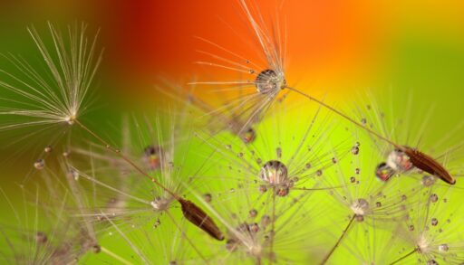 Цветы семена одуванчиков