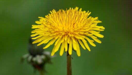 сорняк одуванчик в саду