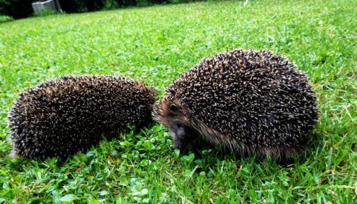 Ежики