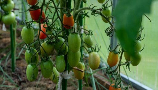 томаты растут в теплице