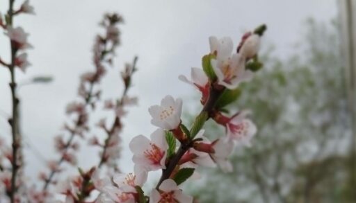 Тюменцев в среду ждет комфортная погода для прогулок