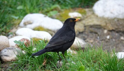 Птица дрозд в саду