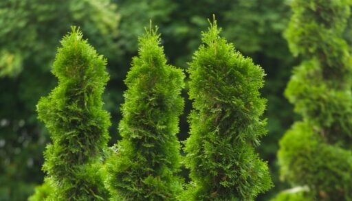 Растение деревья туи растут на даче