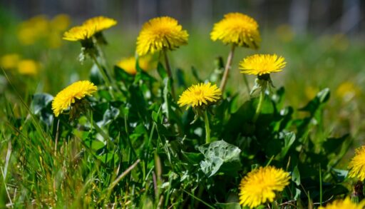 Одуванчики с желтыми головками