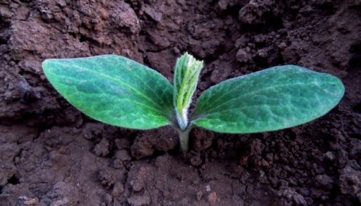 Растение рассада огурцов или кабачков