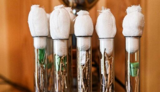 В Тюменской области из-за переменчивой погоды сократилась популяция вредителей