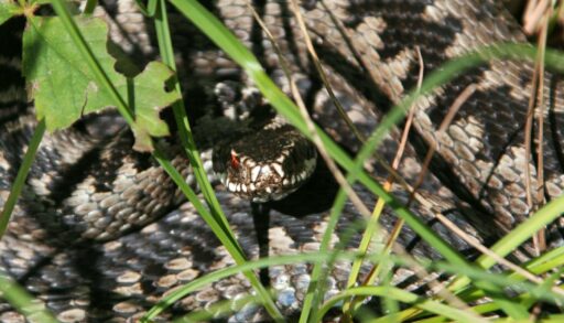 С начала сезона уже 6 тюменцев пострадали от укуса змей