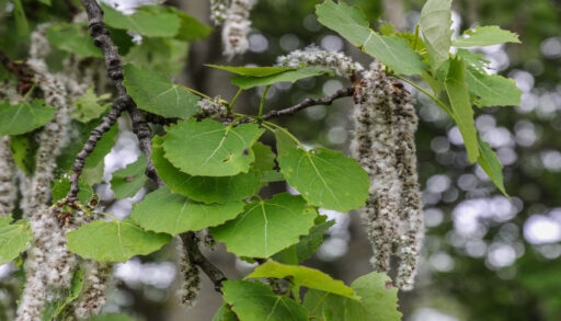 В Тюмени произошел первый пожар из-за тополиного пуха
