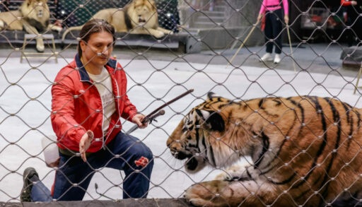 цирк, Запашный, тигр