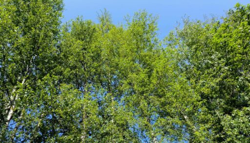 С 27 июня в Тюменской области будет снят запрет на посещение лесов