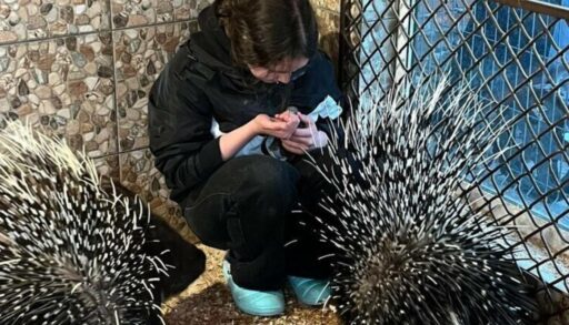 В тюменском центре реабилитации животных в семье дикобразов пополнение