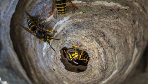 Дача осиное гнездо с осами на чердаке