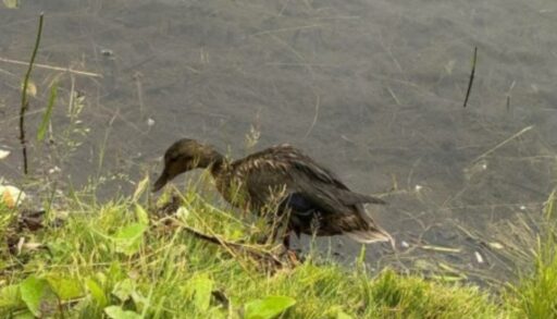 На тюменском пруду спецтехника травмировала уток