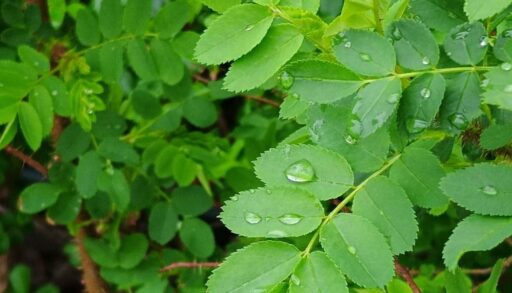 На следующей неделе в Тюмень придут дожди и похолодание