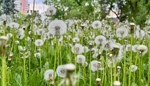 Выходные в Тюмени пройдут при комфортной погоде