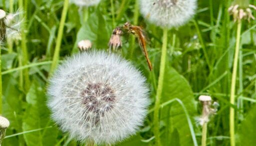 В среду в Тюмени будет пасмурно, но без дождя