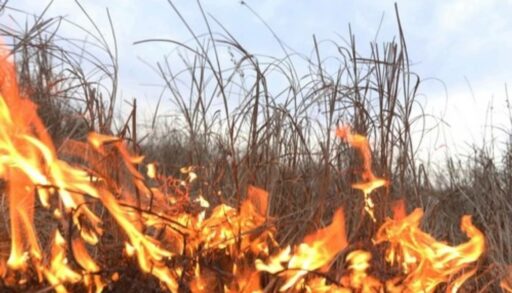 В Тюменской области выявлен один лесной пожар