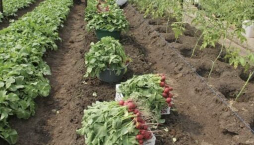 Тюменские заключенные вырастили более 500 кг редиса