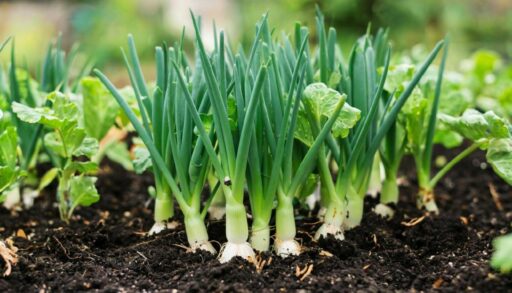 зеленые перья лука