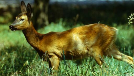 По улицам Тюмени бегает дикая косуля