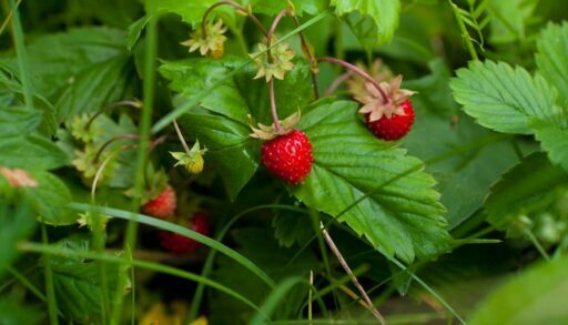 Среда в Тюмени будет солнечной и жаркой