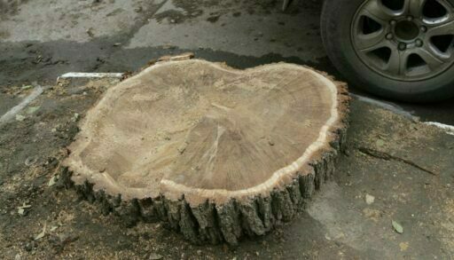 Тюменский застройщик пойдет под суд за вырубку 20 деревьев