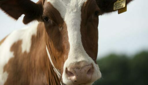 В Тюменской области выросло производство молока