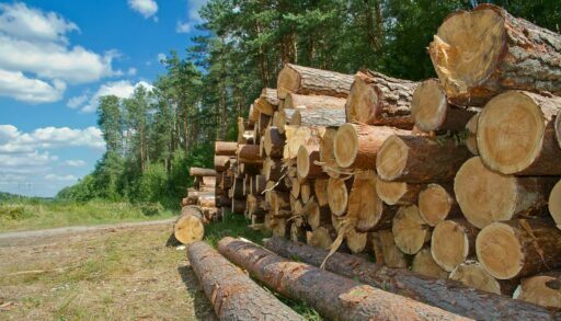 В тюменских лесах незаконно вырубили более 13 кубометров древесины