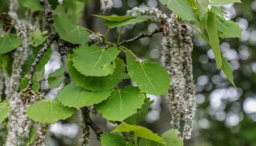 На двух тюменских погостах вырубят около 200 деревьев
