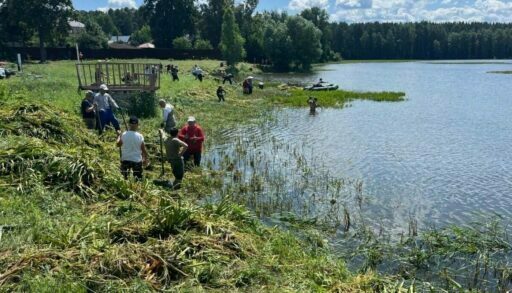 В Тюменской области река погибает от водного растения