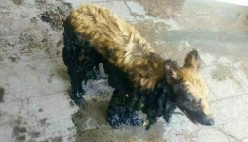 Тюменцы спасли собаку, угодившую на стройке в гудрон