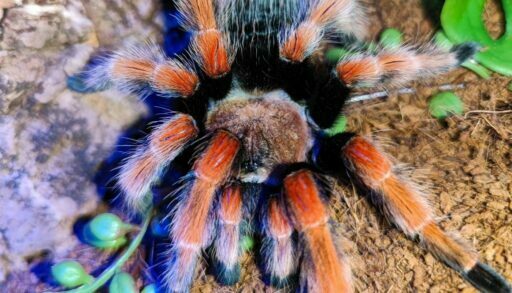 Тюменцы могут пощекотать свои нервы на выставке "Паучья нора"