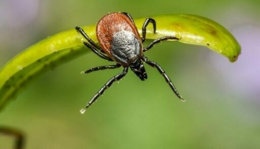 68 тюменцев заразились опасными инфекциями после укуса клеща