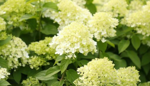 В четверг в Тюмени будет пасмурно, но тепло