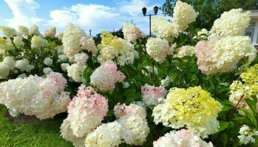 Следующая неделя в Тюмени будет теплой, но пасмурной