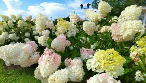 Синоптик рассказал, как изменится погода в Тюмени через 100 лет