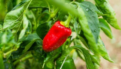 Растение перец на огороде