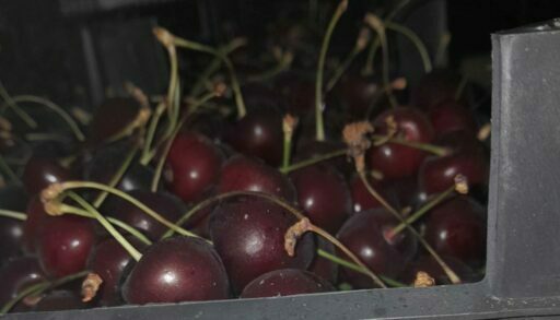 В Тюменскую область не пустили более 800 тонн продукции из Казахстана