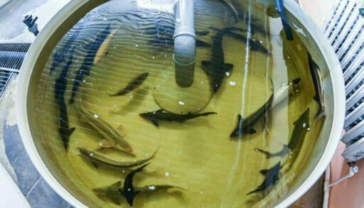 В тюменскую реку выпустят 200 тысяч мальков краснокнижного осетра