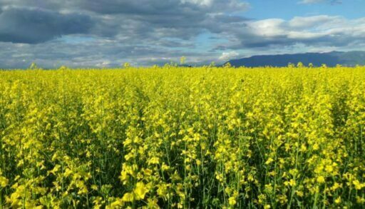 Тюменцы увеличили экспорт рапсового масла в Китай