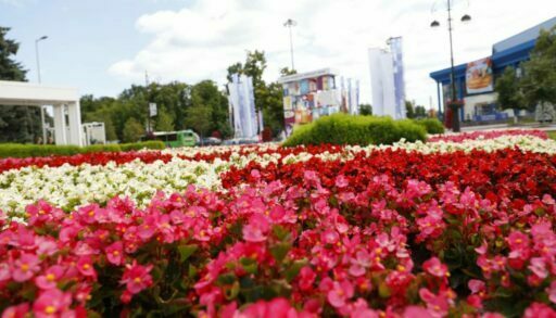 Летом в Тюмени ежегодно высаживают около 800 тысяч цветов