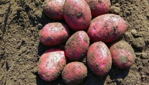 В Тюменской области началась уборка овощей