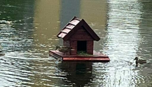 Тюменцам рассказали, как правильно кормить уток