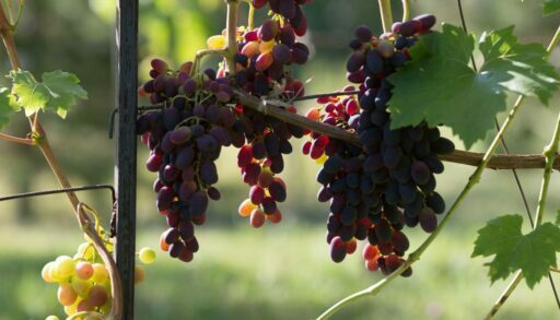 В Тюменской области начали производить свое вино