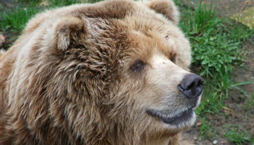 В Тюменской области водителя напугал медведь