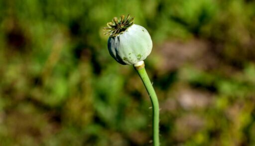 Житель Вагайского района выращивал на картофельном поле опийный мак