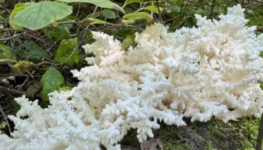 Тюменцы обнаружили в лесу редкий гриб