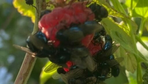 Жителей тюменского села атакуют полчища навозных мух