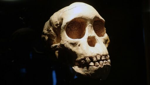 череп доисторического человека